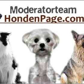 De liefde voor honden brengt ons samen: Hondenpage.