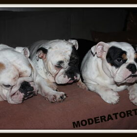 MODERATORTEAM