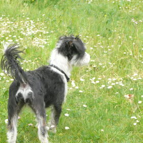 hondenkontje in het gras