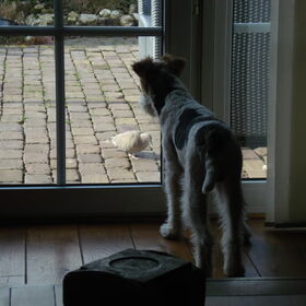 Morris spot een duif!