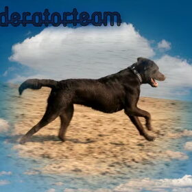 Moderator actie...