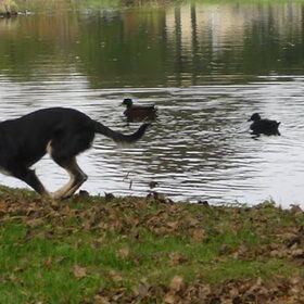 en......ACTIE!