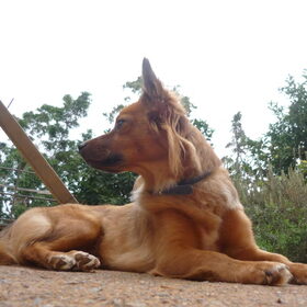 Princess Jazz