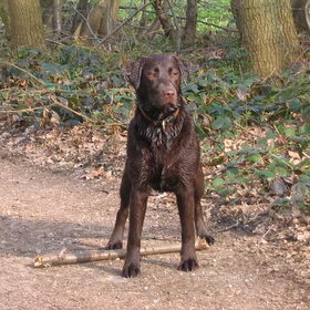 Imca in het bos.
