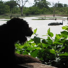 sasja in burkina faso