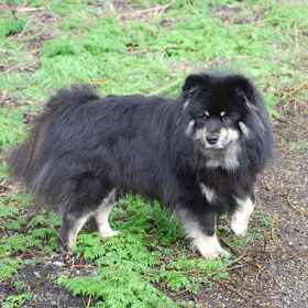 Asko