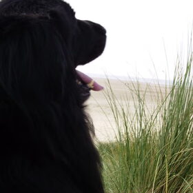 rishka aan zee