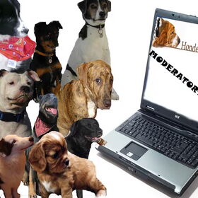 woody en de honden van de modjes