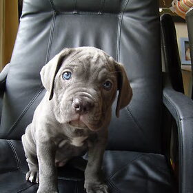 Puppylove