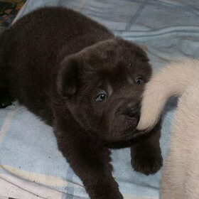 SharPei puppies A FRIEND FOR LIFE