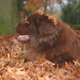 Fedor in hogere (herfst)sferen!