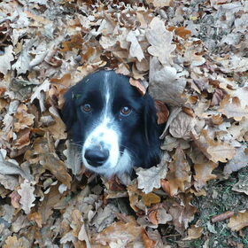 woody het bladjes hondje