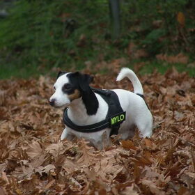 Mylo