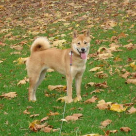 Kenai Camouflage :)