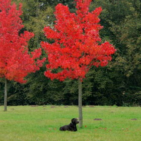 Laycka onder de prachtige herfst bomen!