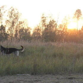 Arco in het veld