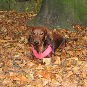 yuki in het bos