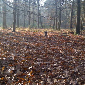lekker rennen in het bos!!