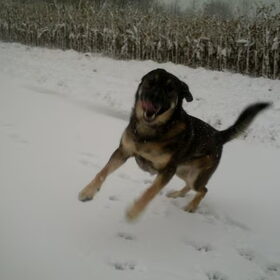 rexy