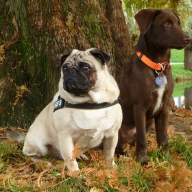 Boomer en Quinto
