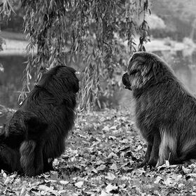 Autumn-love.
