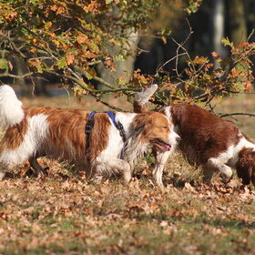 Scotty en Rosie