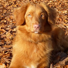Jayla , 1 en al herfst