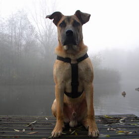 Dog in the Fog