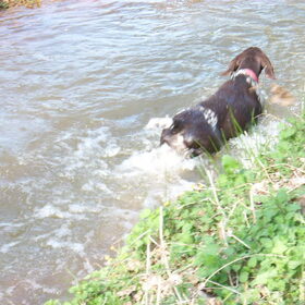 daniya aan het water