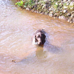daniya in het water