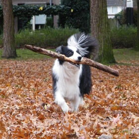Mijn kanjer Balou!