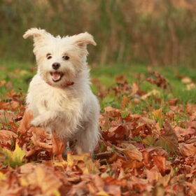 Indy tussen de bladeren