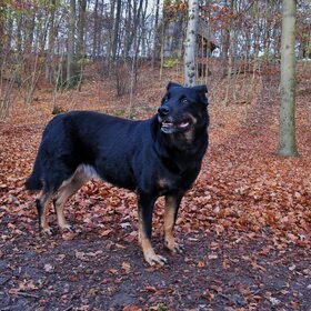 Lola in het herfstbos