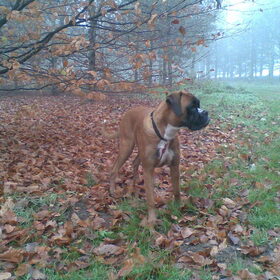 De herfst levert mooie plaatjes op