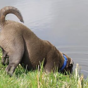 SharPei teefje ANGEL A FRIEND FOR LIFE