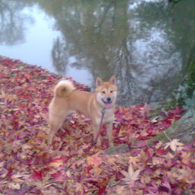 Kenai in de herfst