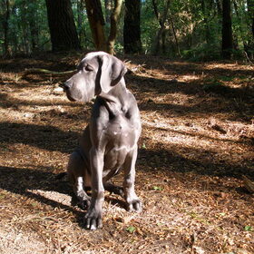 Athos pup