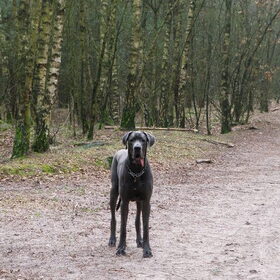 Athos in bos