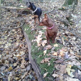Jazz en Lina in het Lage Bergse Bos