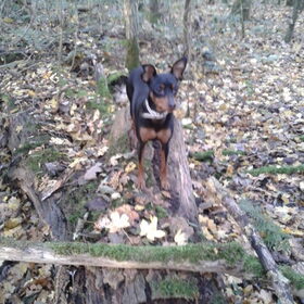 Lina in het Lage Bergse Bos