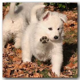 HI five