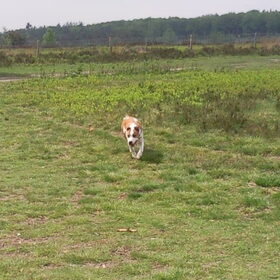 gino in de tijger sprint ..!!!!