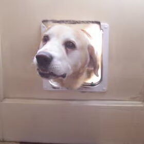 Max door het kattenluikje