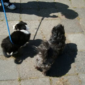 Tommy (9) en Luka (7wk)