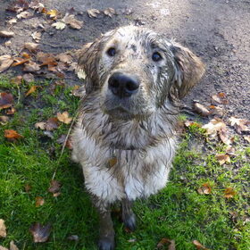 Max in de modderige herfst