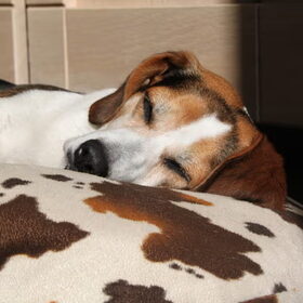Roxy sleeping