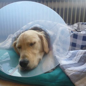 Max in diepe slaap..