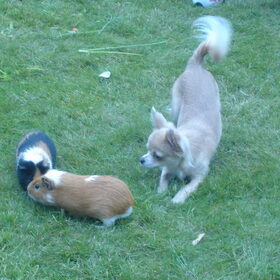 dinake samen met de cavia's