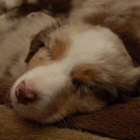 Lootah 7 weekjes oud