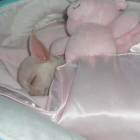 Sleeping beauty